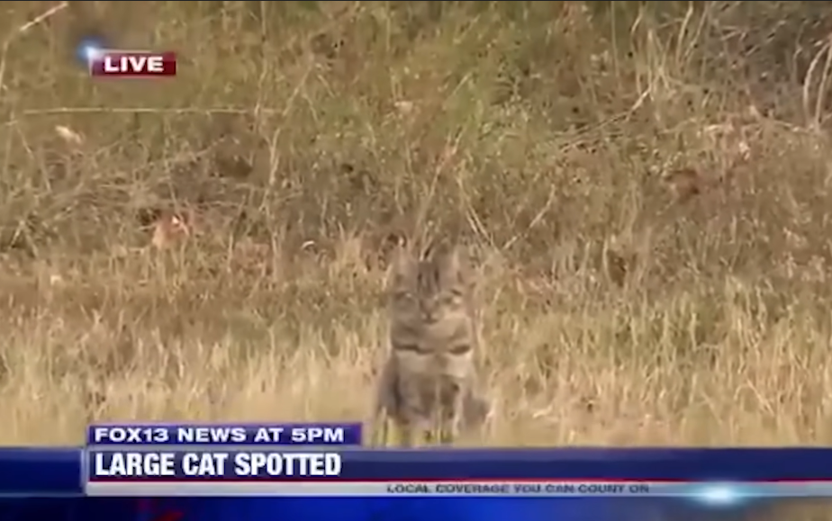 Live FOX news healine "Large cat spotted", Image shows a regular house cat.